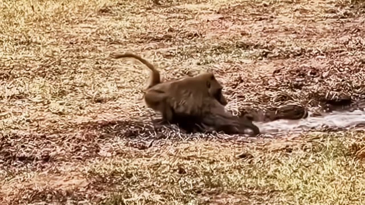 MONKEY IS HUNTED BY A CROCODILE