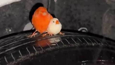 Enjoying A Night Out