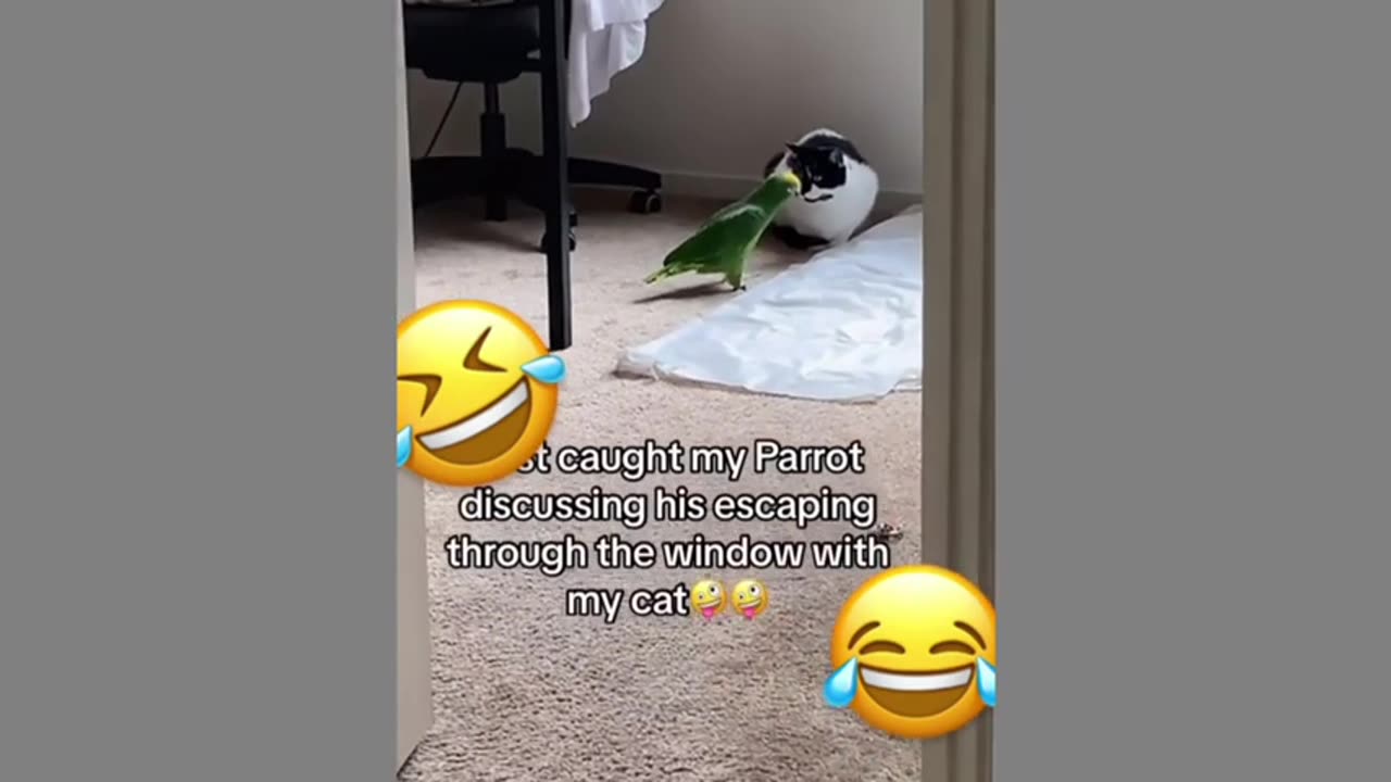 The most interesting videos with cats