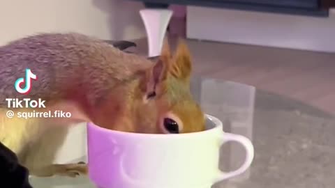 cute animals