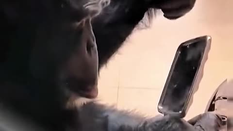 Chimpanzee getting ready