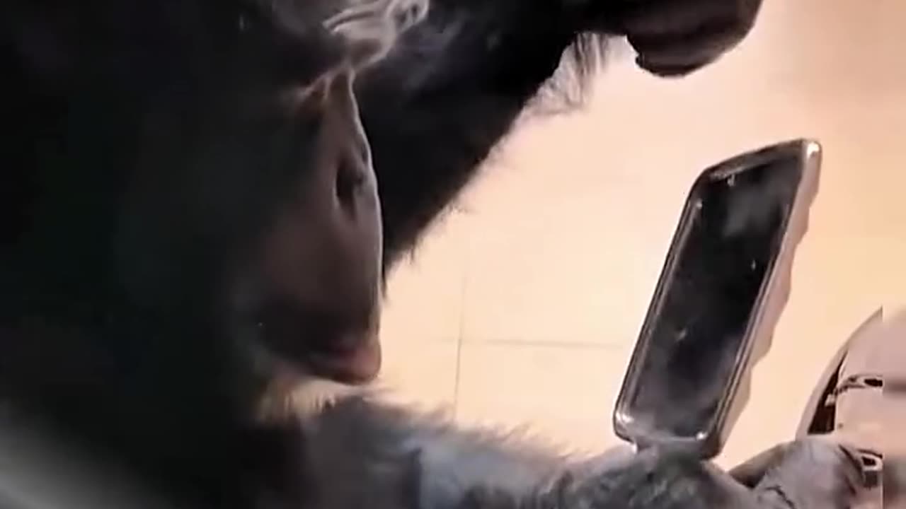 Chimpanzee getting ready