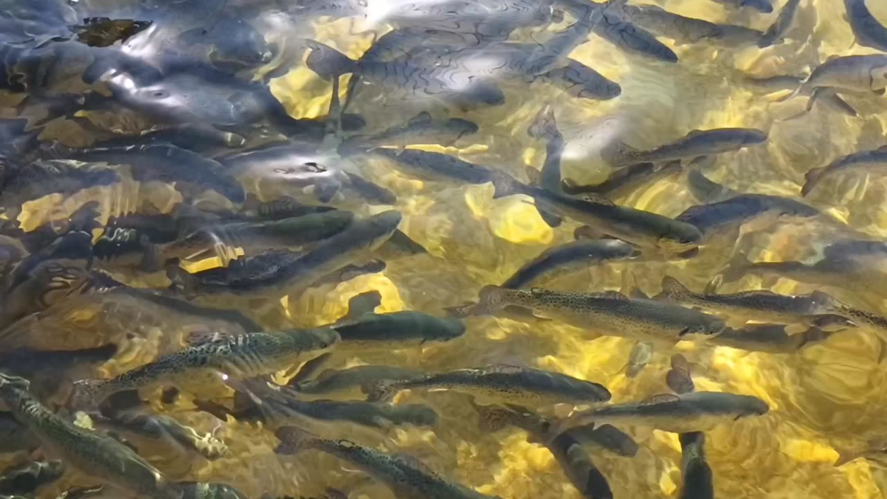 Fish