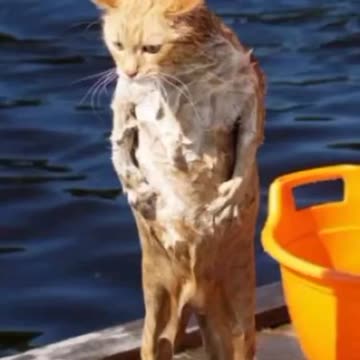 Funny Cat Video 61 - My Cat Funny