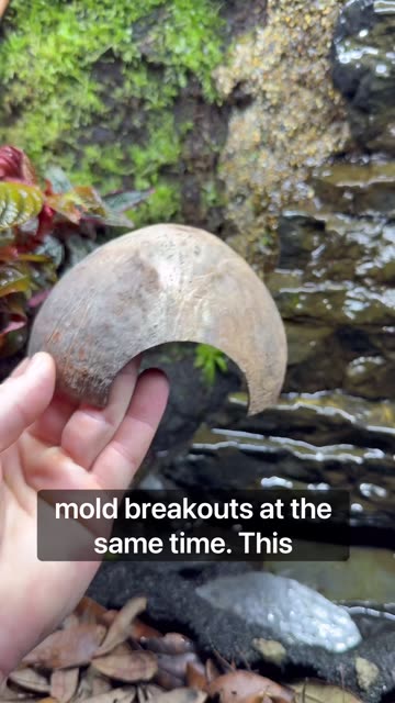 Upgrade Loading - Poison Dart Frogs!