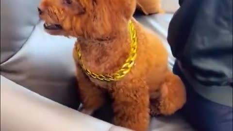 Bribed to look the other way 😂