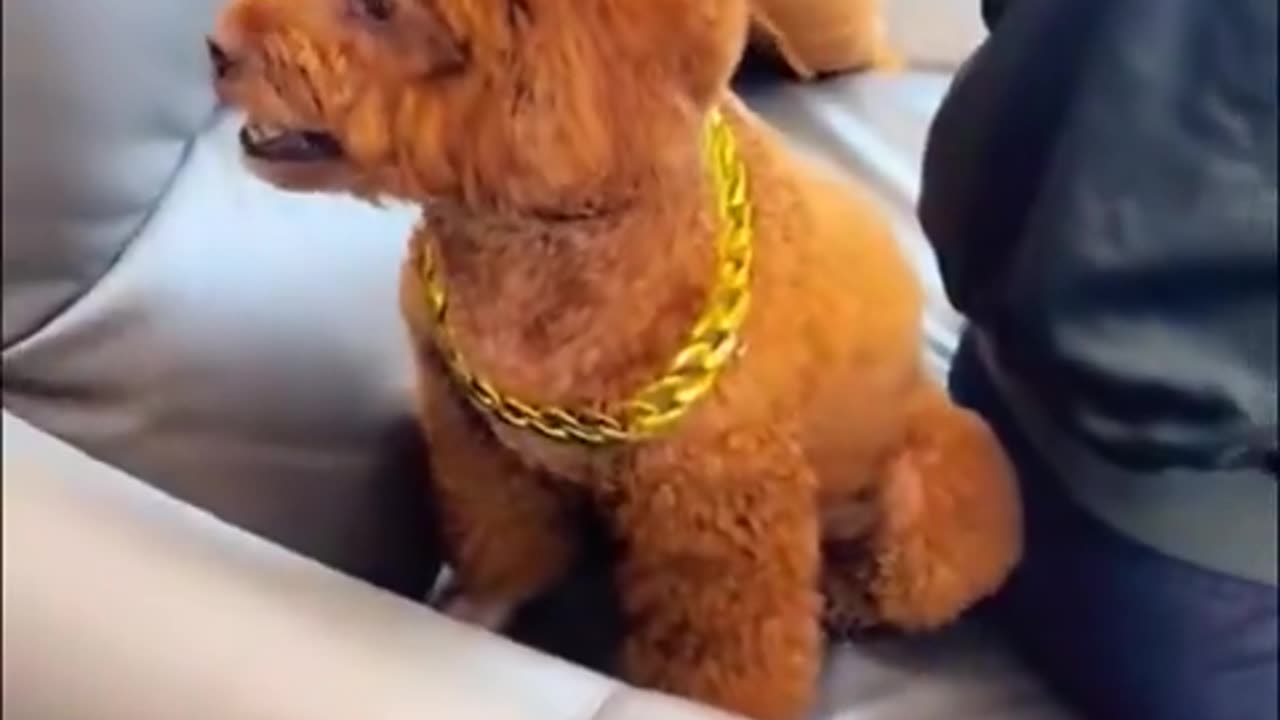 Bribed to look the other way 😂