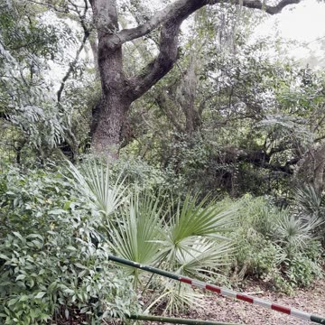 Brownie loves going to the nature park