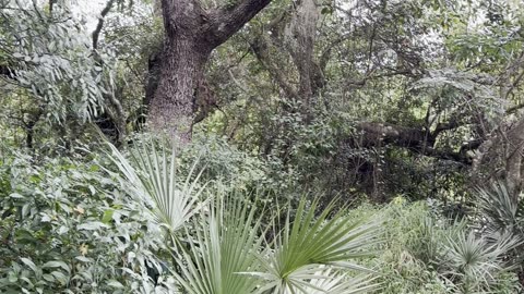 Brownie loves going to the nature park