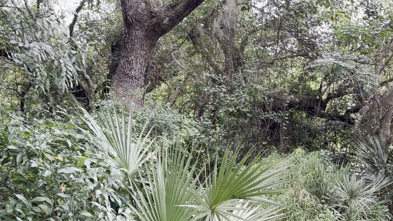 Brownie loves going to the nature park
