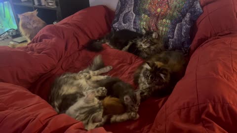 Maine Coon Kittens - Family Day Out