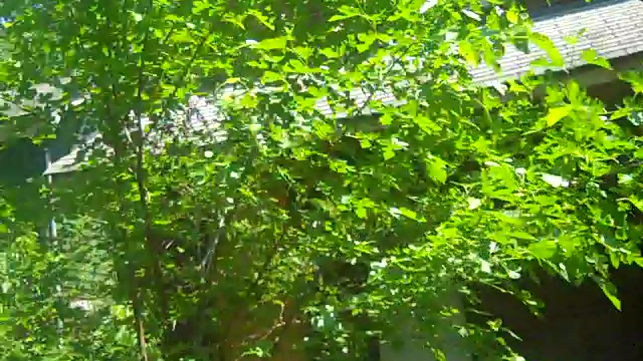 Littlefield St for Nick at Castlerock In NY, enjoy the shea show