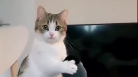 Funny Cats