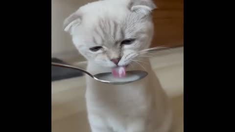 2024 Best Funny Cats and Dogs – Hilarious Animal Videos