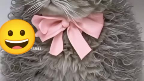Cat (41)