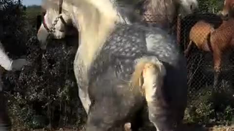 Very beautiful horse 🐎😍