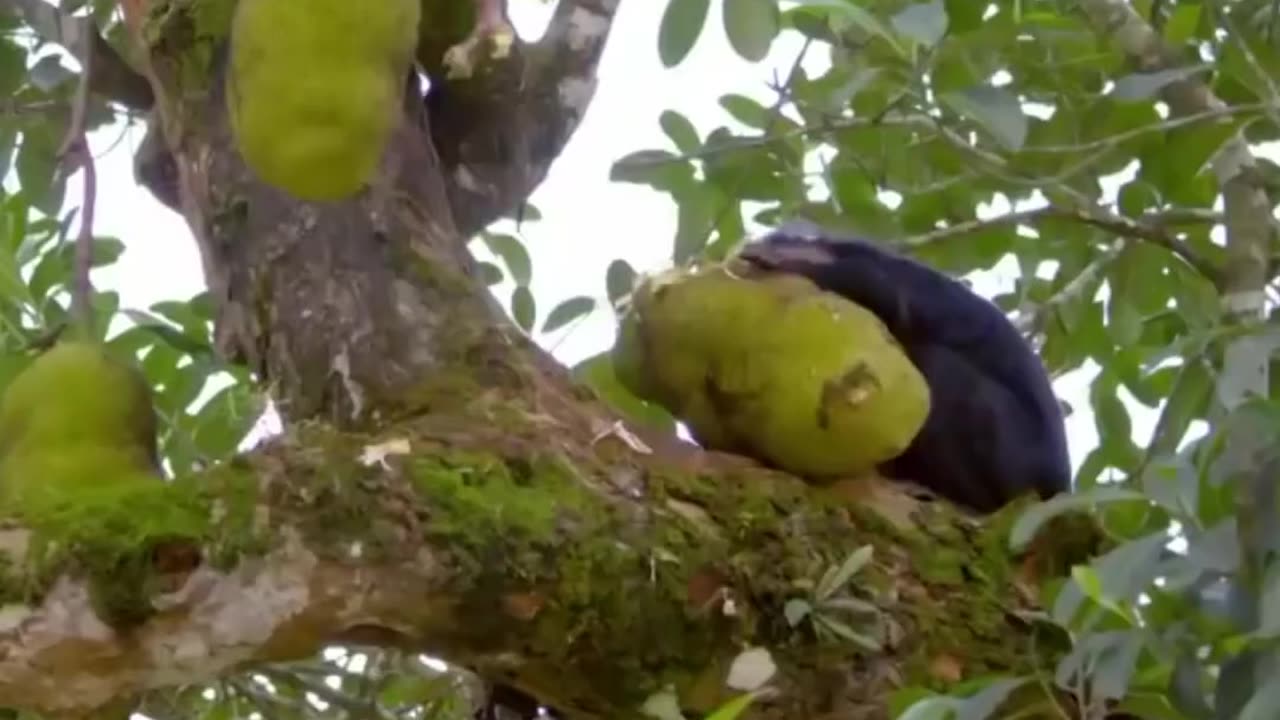 This monkey slaps the squirrel and snatches its bread! 👋🐒🥺🐿️