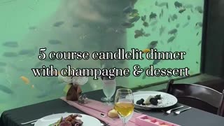 Dinner with hippos in Texas, USA.