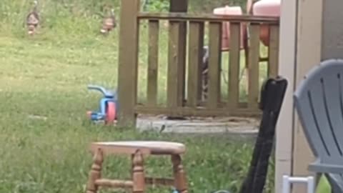 Animal Sightings 1