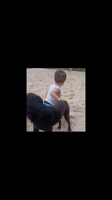 Dog Supporting His Best Friend In His First Steps