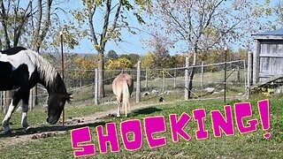 HORSES First EXPERIENCE With The ELECTRIC Fence!