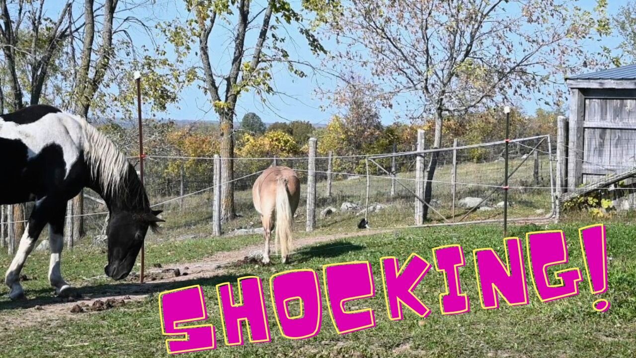 HORSES First EXPERIENCE With The ELECTRIC Fence!