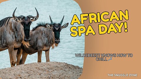 AFRICAN SPA DAY 🌞🦬 | Wildebeest Chills in the Dust