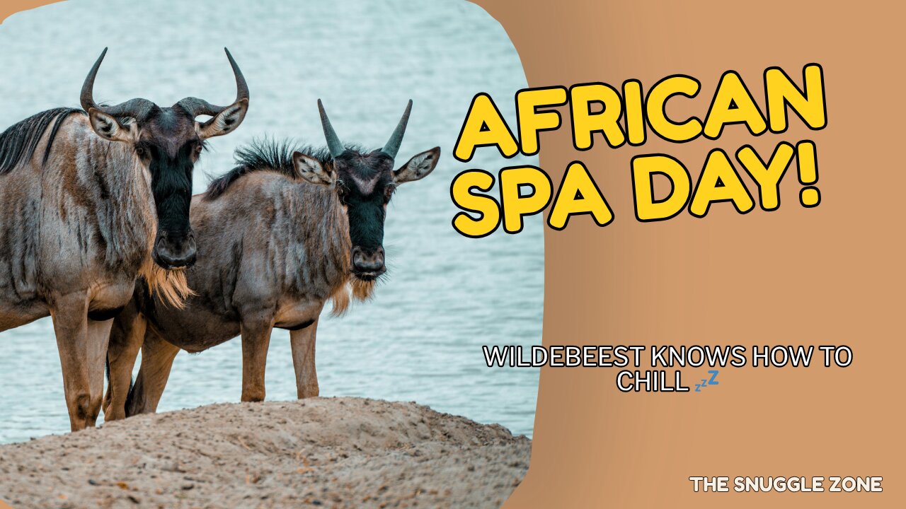 AFRICAN SPA DAY 🌞🦬 | Wildebeest Chills in the Dust