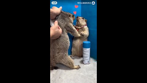 crazy reaction of an animal cute