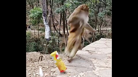 Today best monkey🤪🤪 funny videos 2025