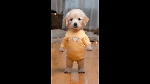 Funny Dog 