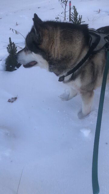 Monday December 8, For Sim is the sting that results in death.