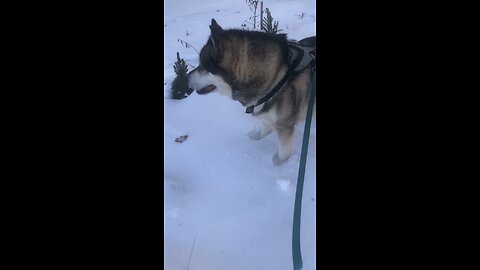 Monday December 8, For Sim is the sting that results in death.