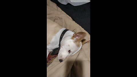 pita