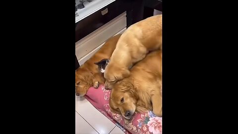 cat gets angry with dogs, but with reason😂