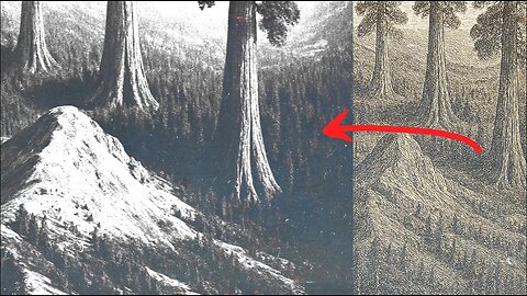 The Siberian Forests 200 Years Ago