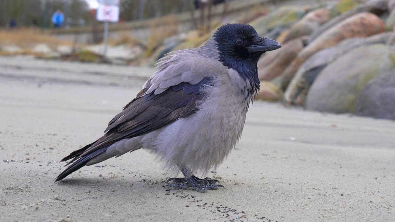 Hanging with Hooded Crows at the Beach by the Rock Wall