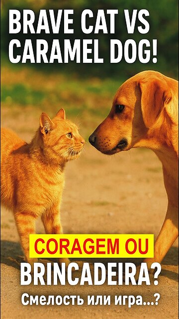 The Brave Cat Who Faced the Dog! 🐱🐶💥 Will It Be Love or War?