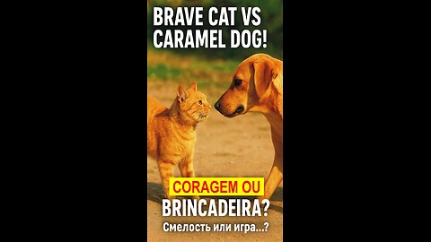 The Brave Cat Who Faced the Dog! 🐱🐶💥 Will It Be Love or War?