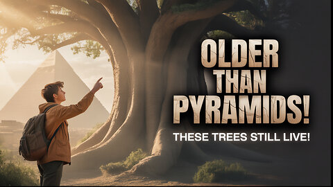 Older than pyramids Theses tress still live