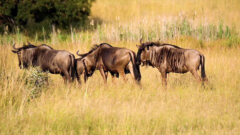 A herd of wildebeest graze in the golden savanna of the Maasai Mara National Reserve, Kenya.