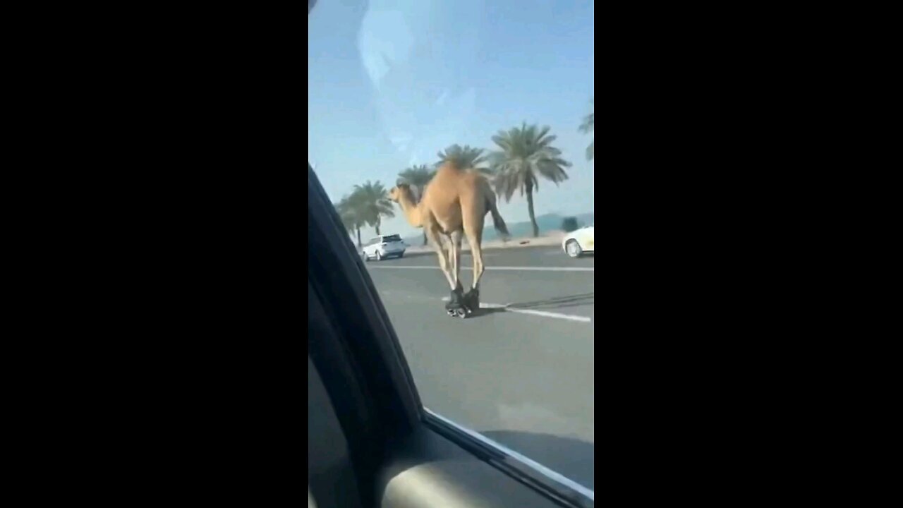 skating camel