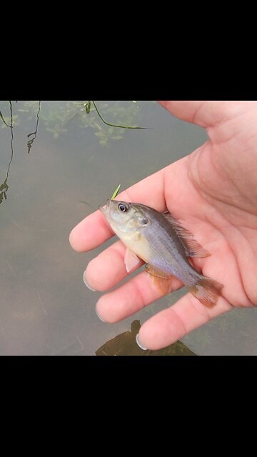 Micro fishing a tiny pond for sunfish with trout magnet