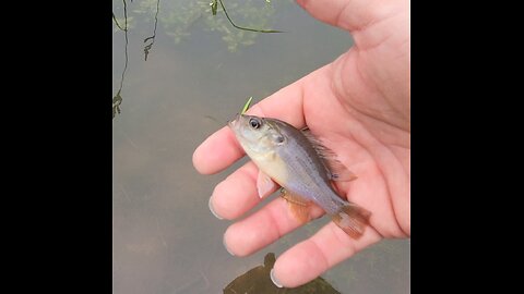 Micro fishing a tiny pond for sunfish with trout magnet