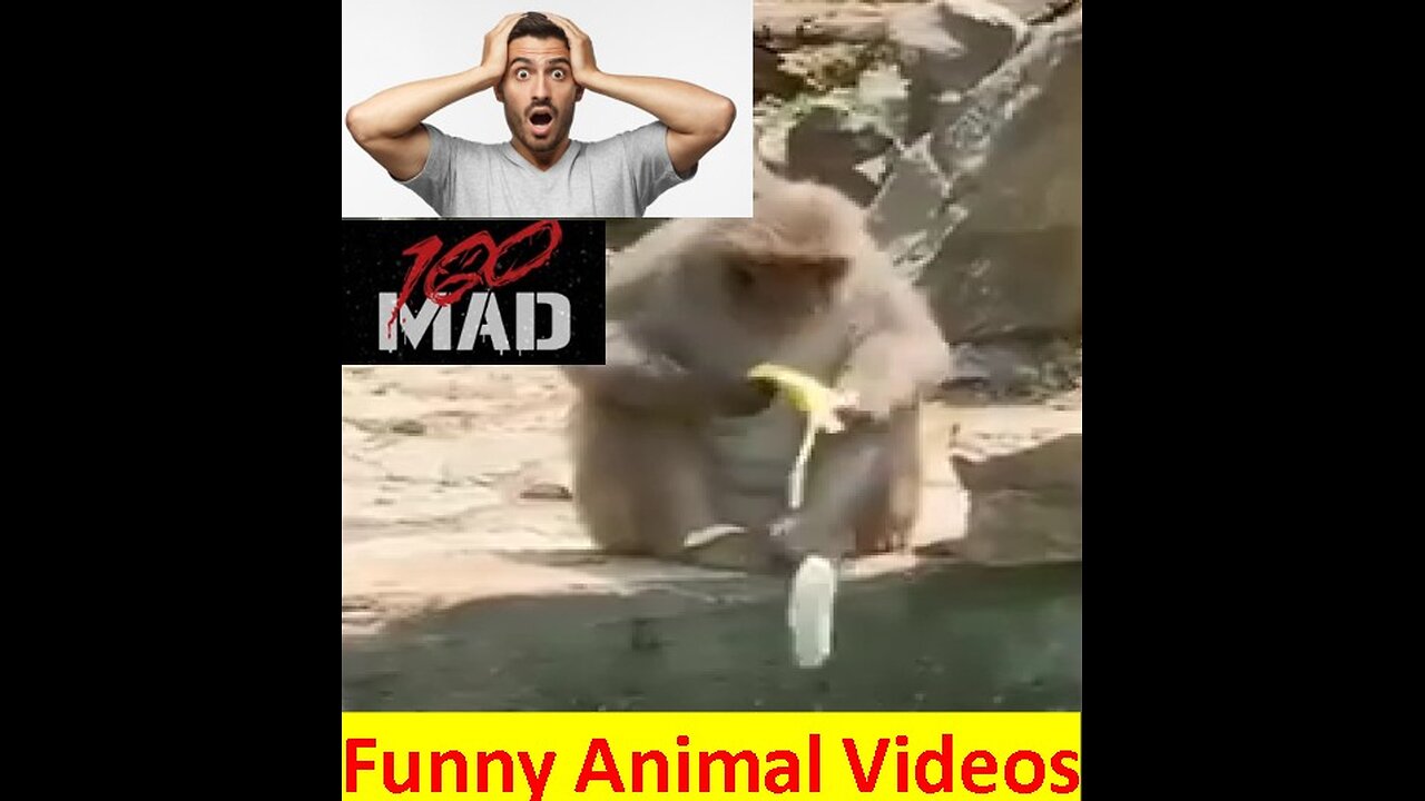 Funny Animals