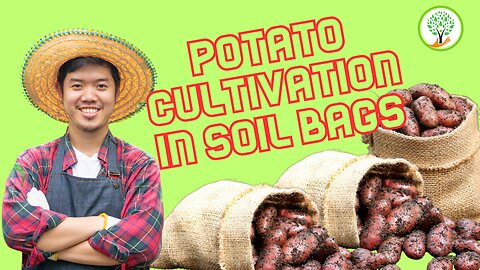 potato cultivation in soil bags