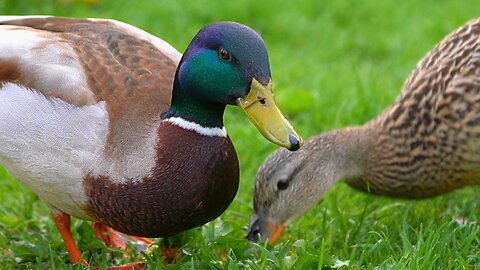 Mallard Duck Couple Share a Short Meal