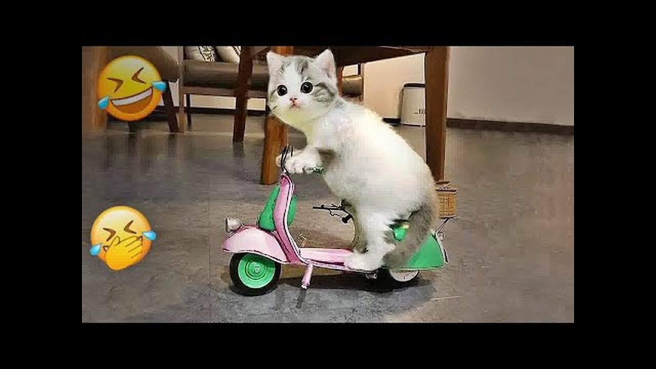 Cute Cat funniest video