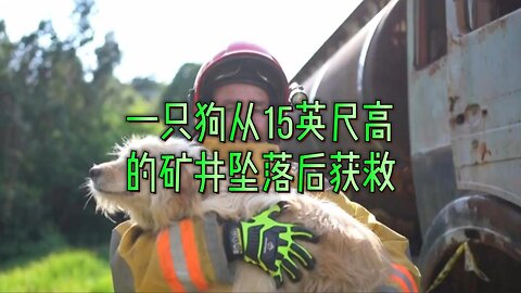 一只狗从15英尺高的矿井坠落后获救