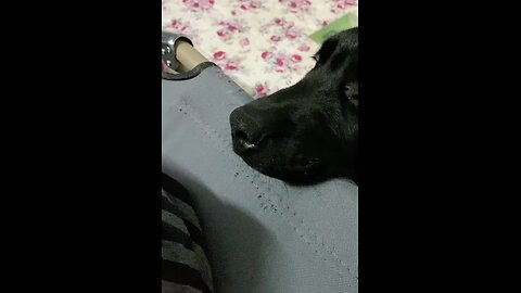 Dog 🐕 Will be No longer Alive 😅If I Told To Mom